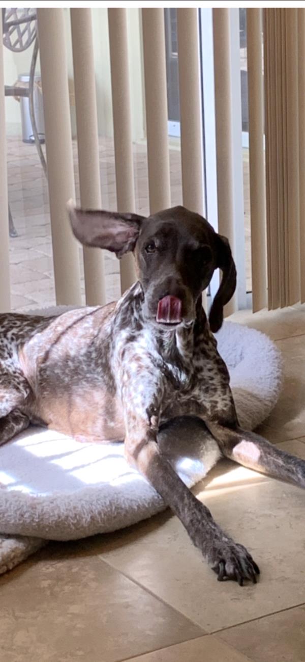 /images/uploads/southeast german shorthaired pointer rescue/segspcalendarcontest2019/entries/11801thumb.jpg